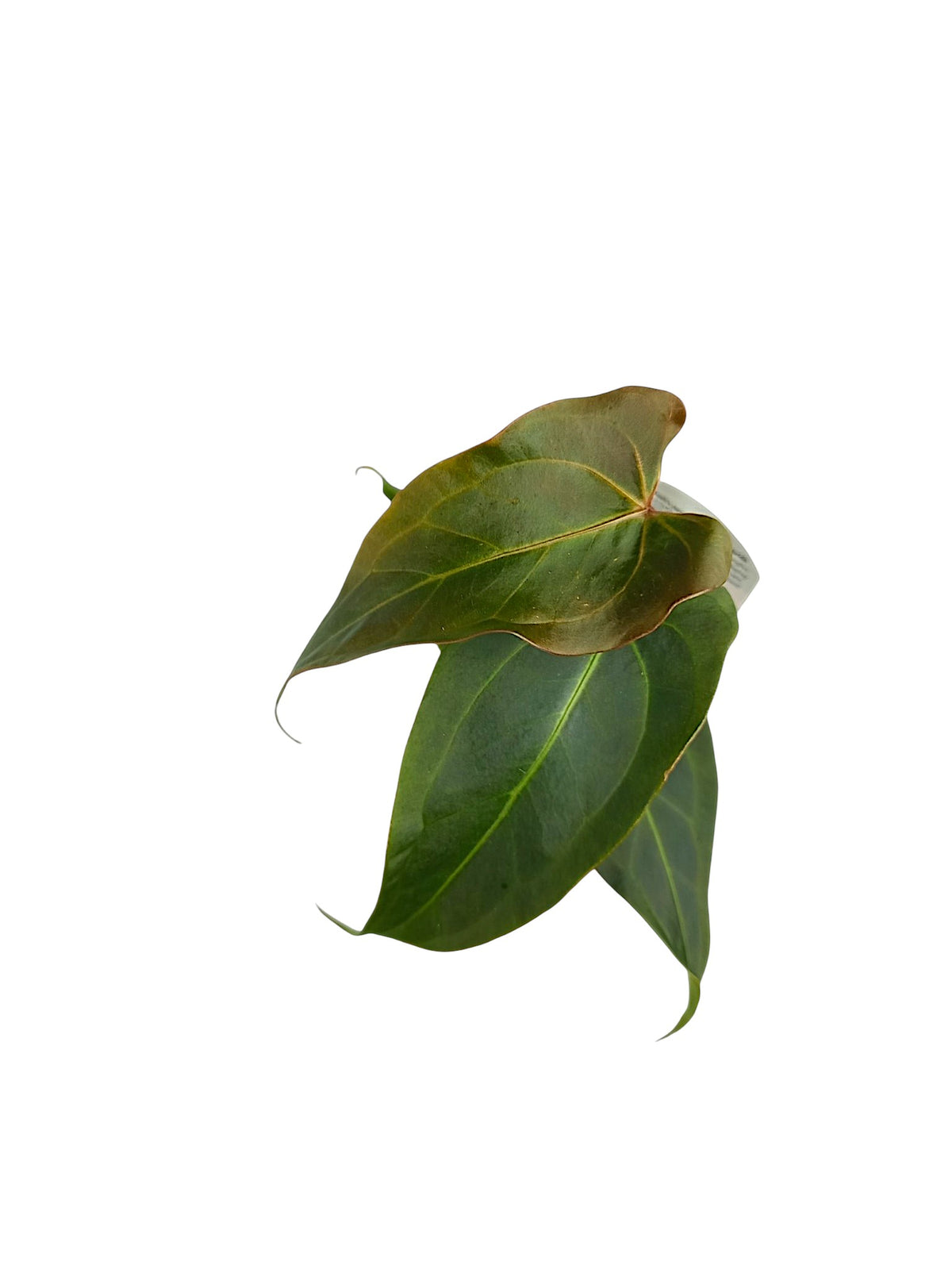 DocBlock Anthurium Dark & Handsome® '9' X Dark & Handsome® '9'