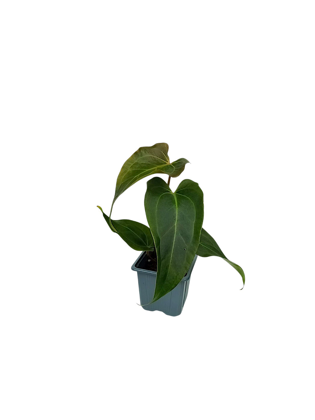 DocBlock Anthurium Dark & Handsome® '9' X Dark & Handsome® '9'