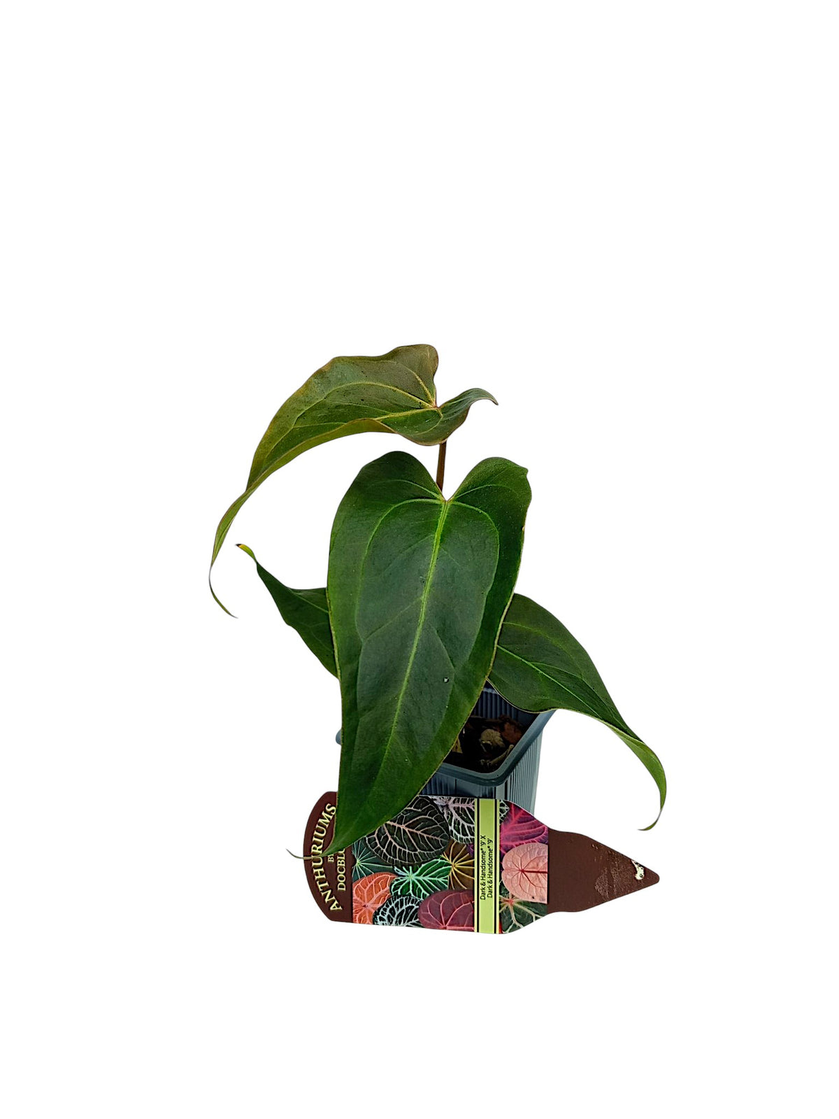 DocBlock Anthurium Dark & Handsome® '9' X Dark & Handsome® '9'