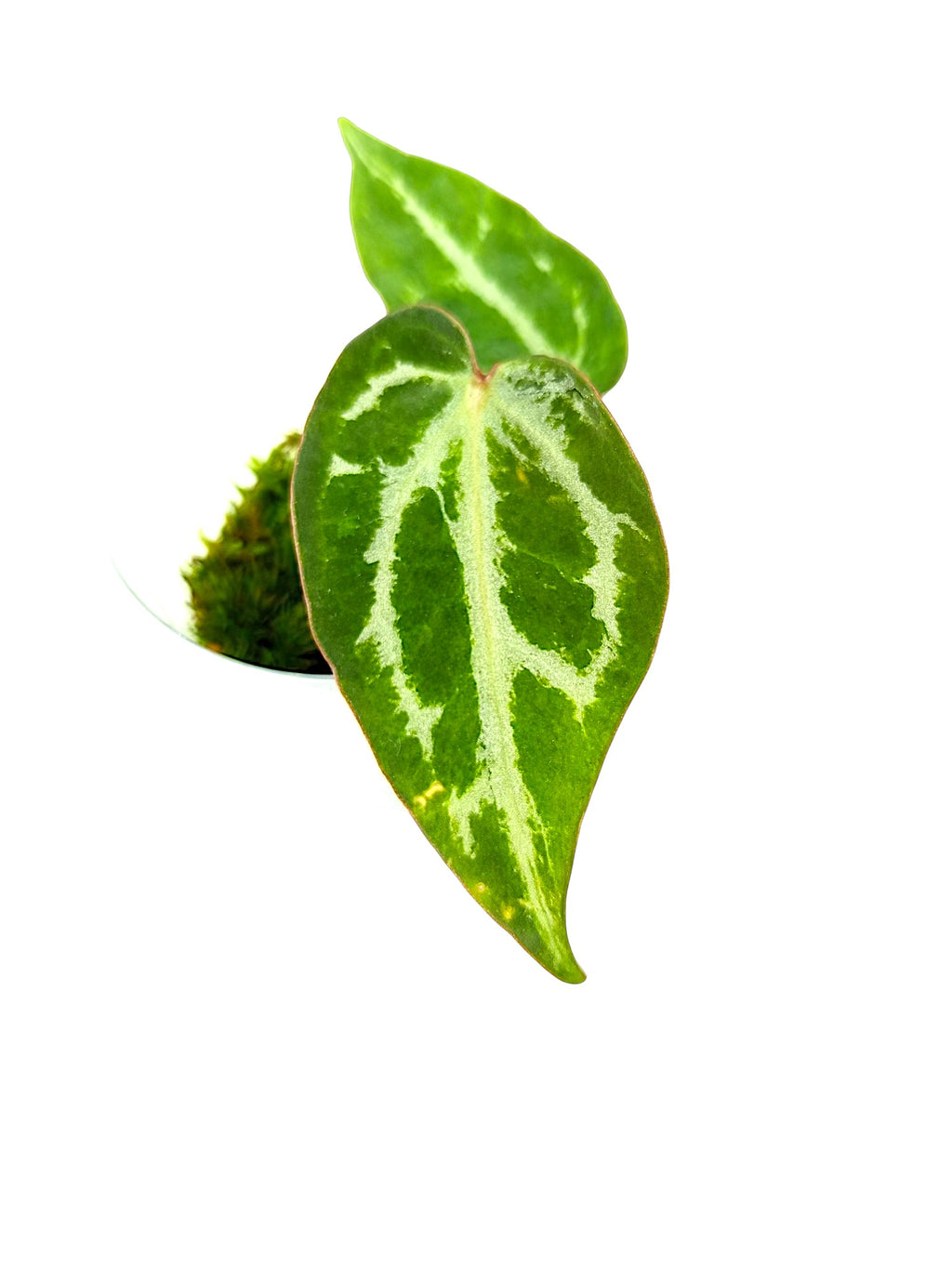 Anthurium Silver Blush GOG Var