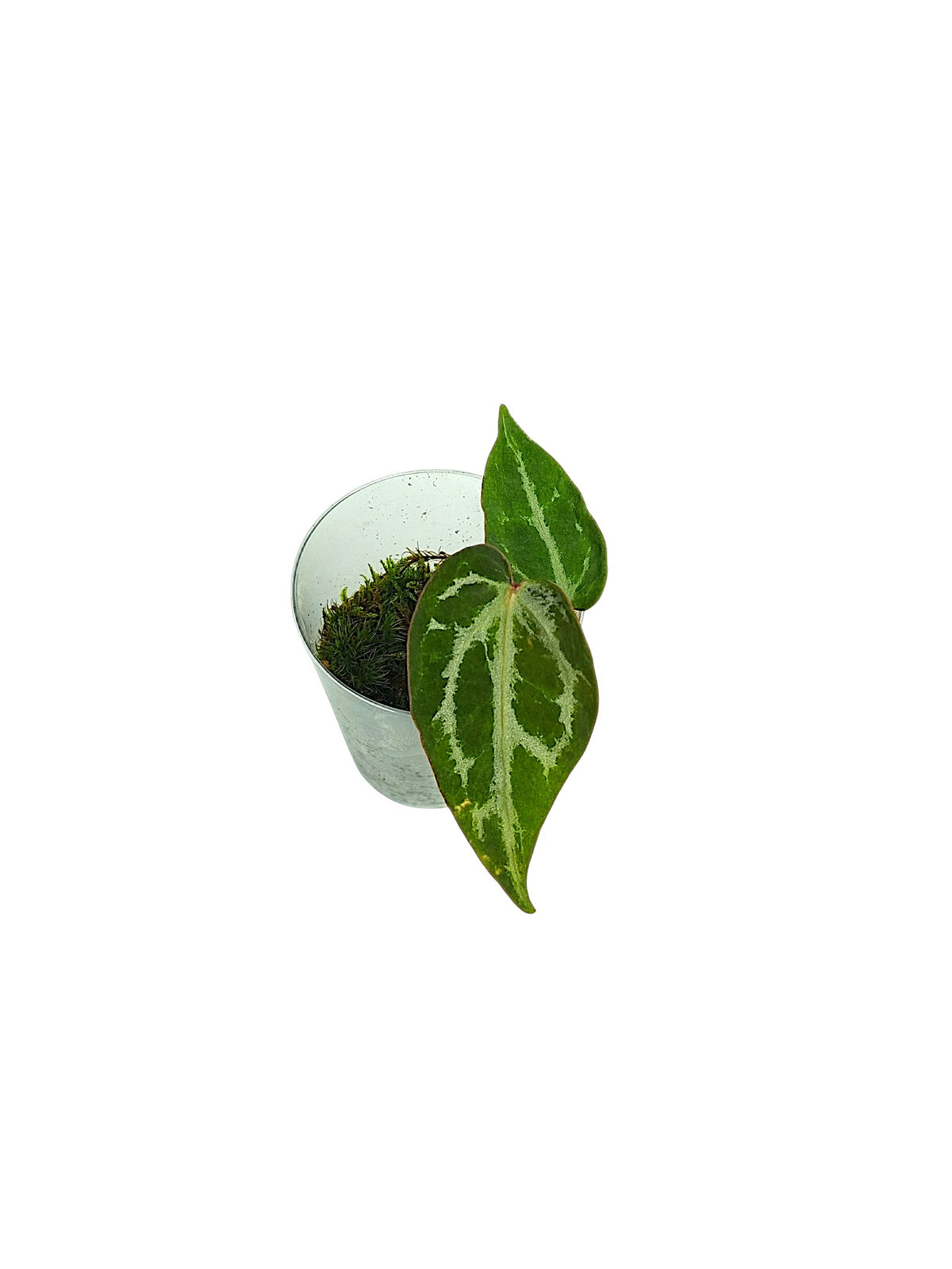Anthurium Silver Blush GOG Var
