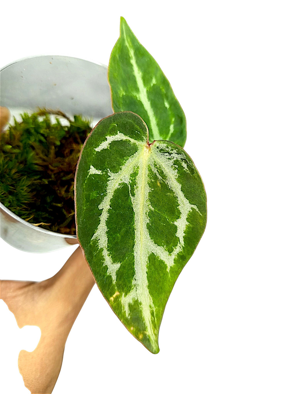 Anthurium Silver Blush GOG Var