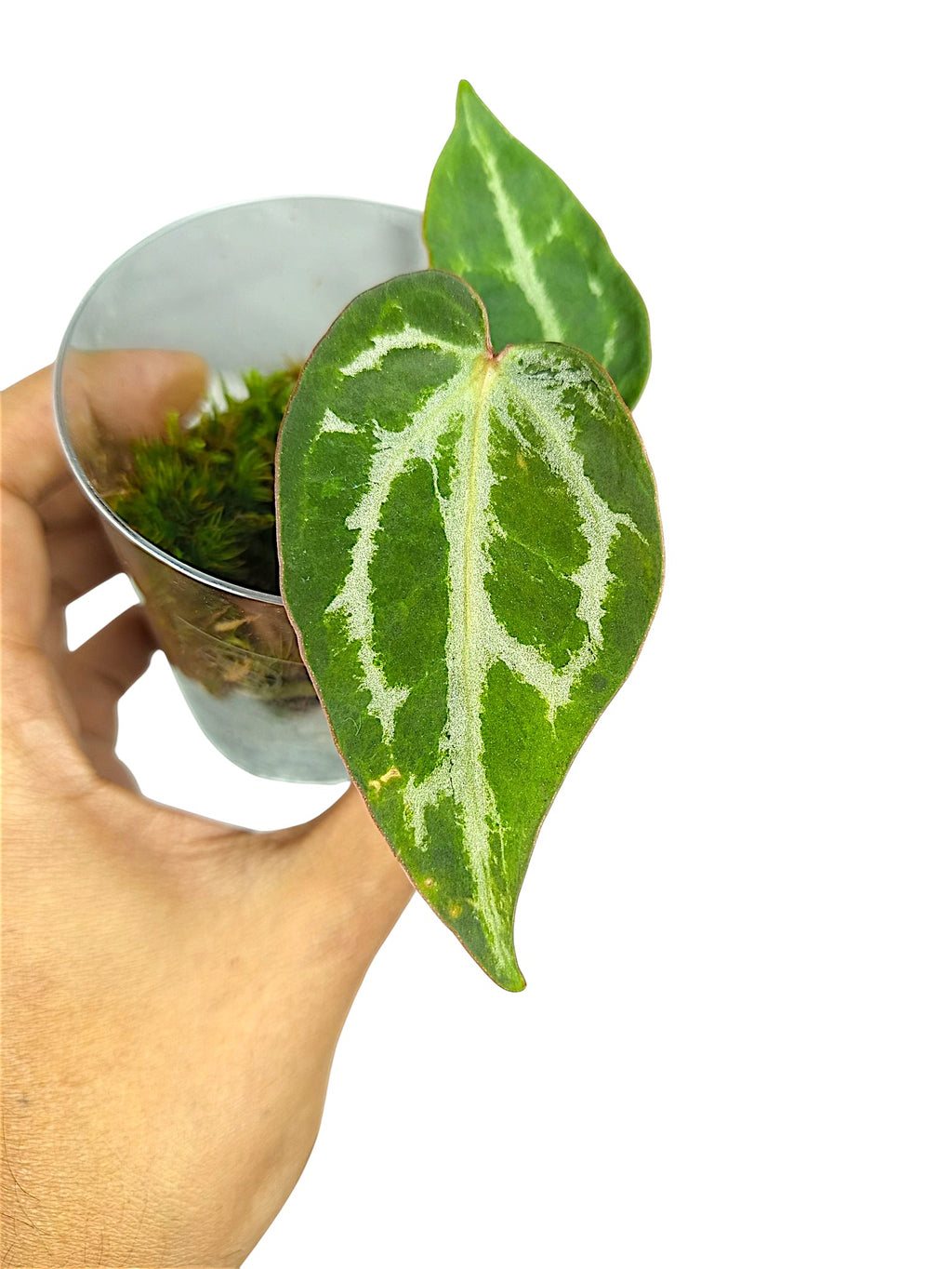 Anthurium Silver Blush GOG Var