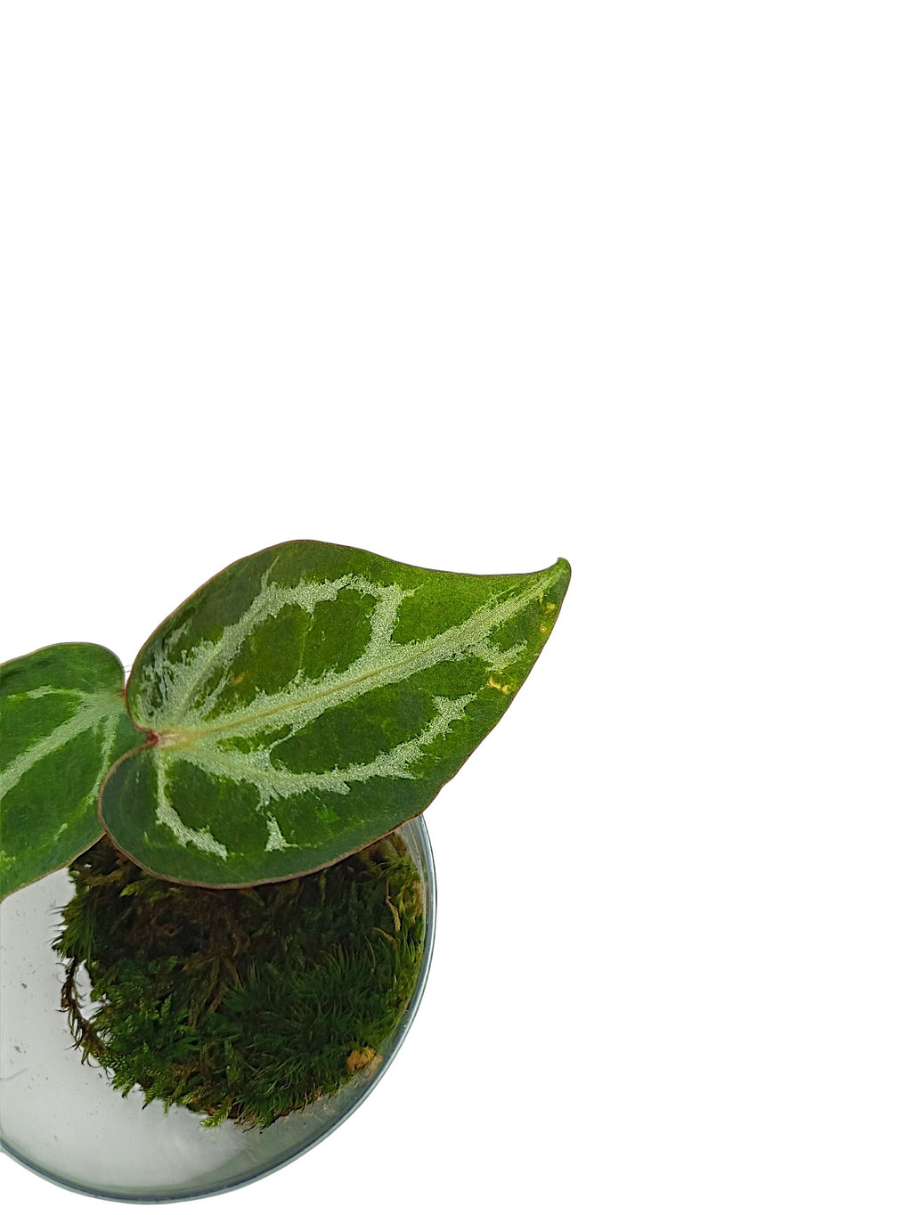 Anthurium Silver Blush GOG Var