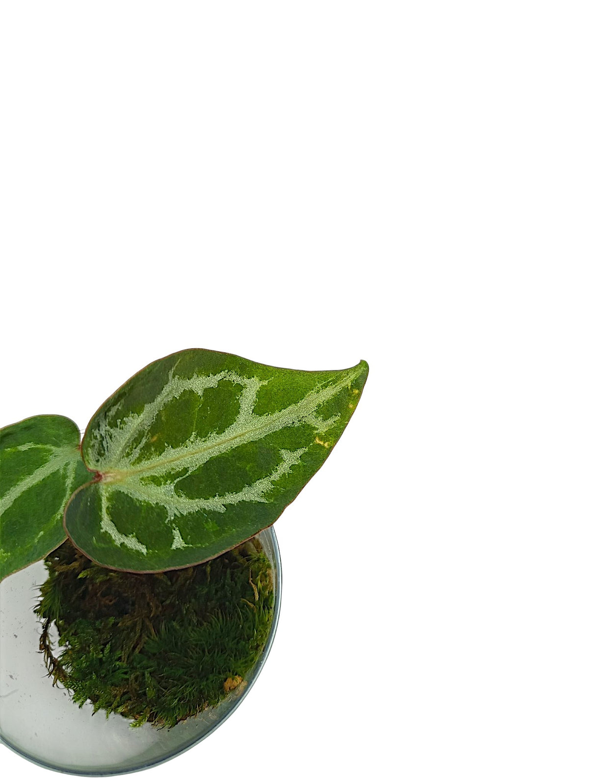 Anthurium Silver Blush GOG Var