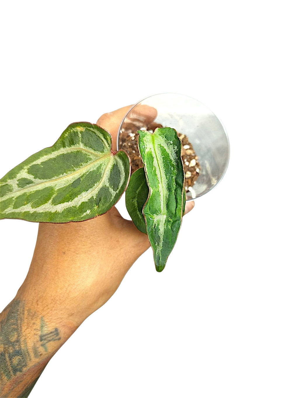 Anthurium Silver Blush GOG Var