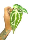 Anthurium Silver Blush GOG Var
