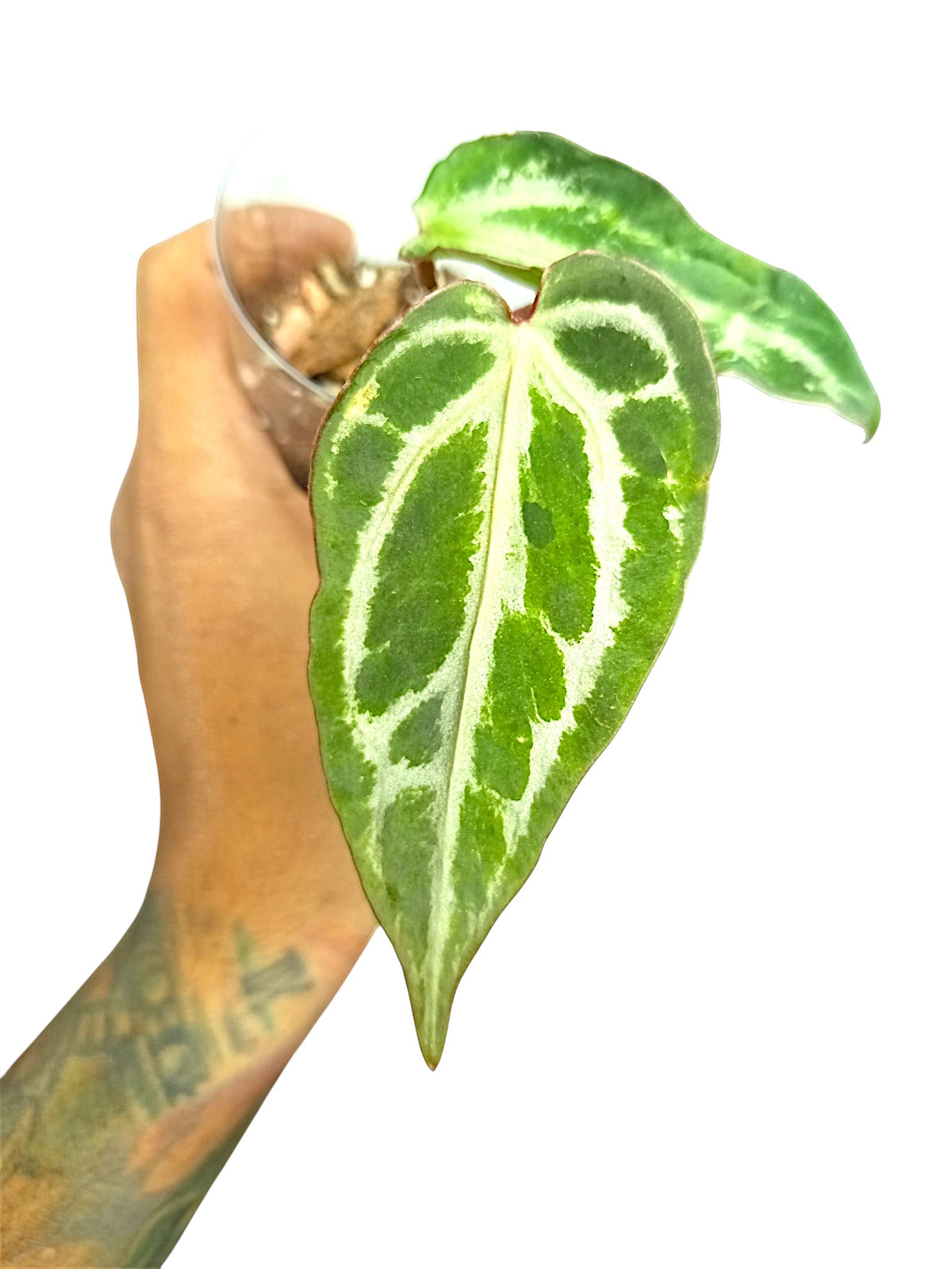 Anthurium Silver Blush GOG Var