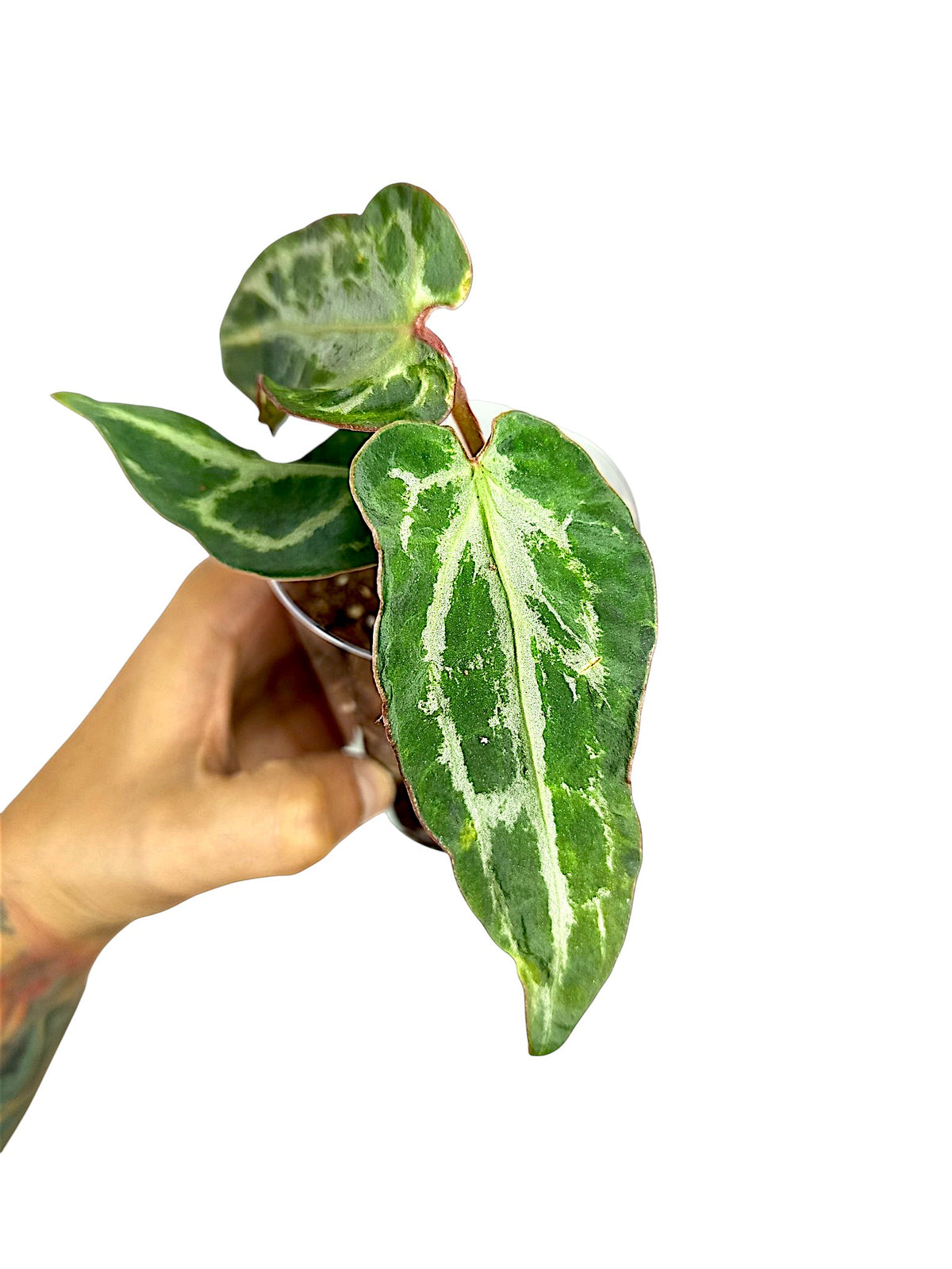 Anthurium Silver Blush  Dark GOG  Var