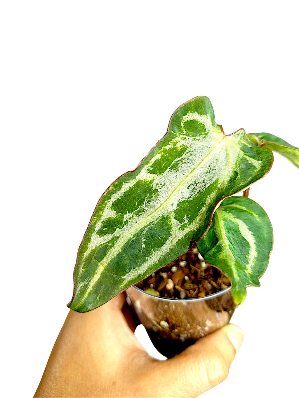 Anthurium Silver Blush  Dark GOG  Var