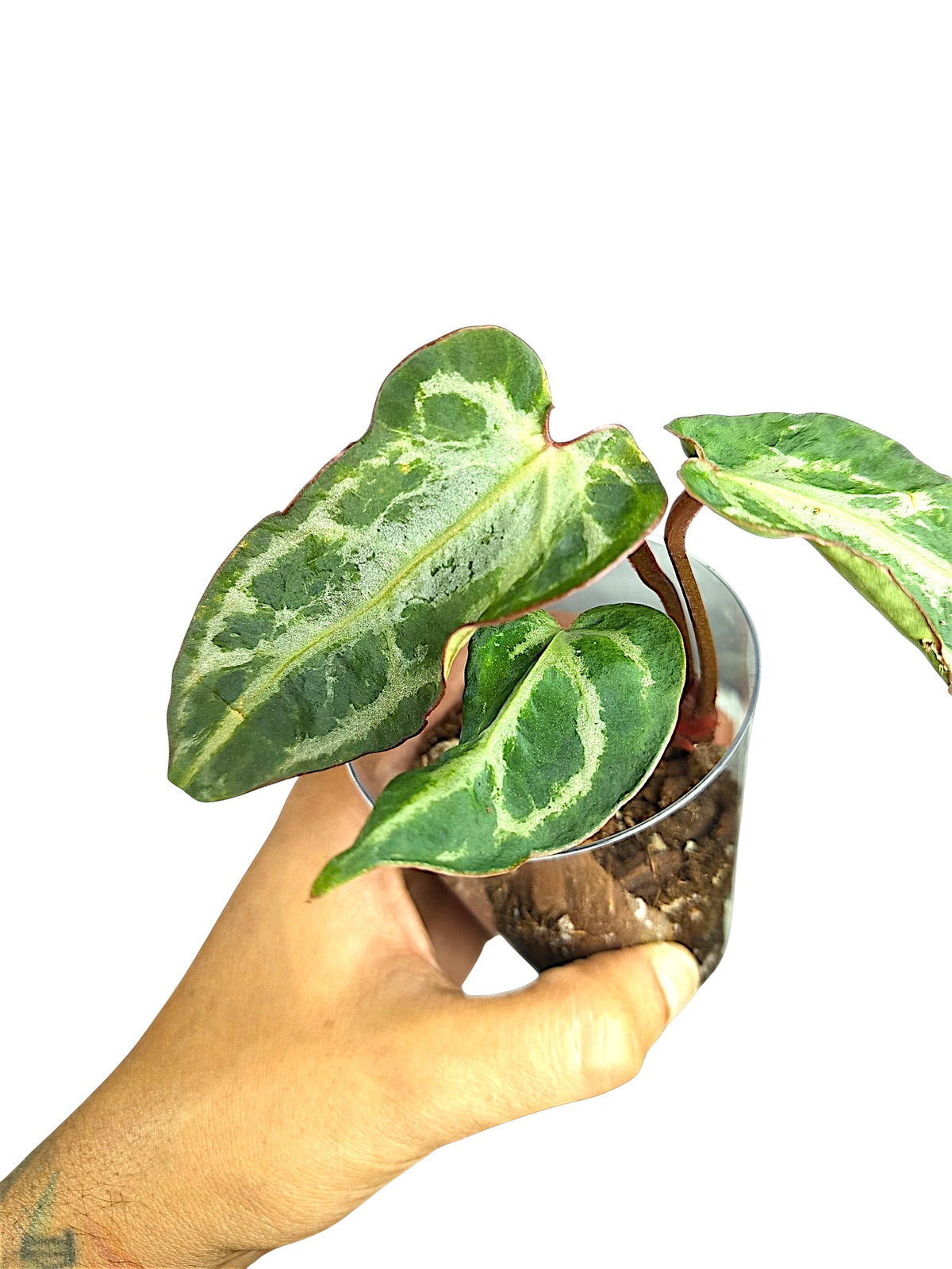 Anthurium Silver Blush  Dark GOG  Var
