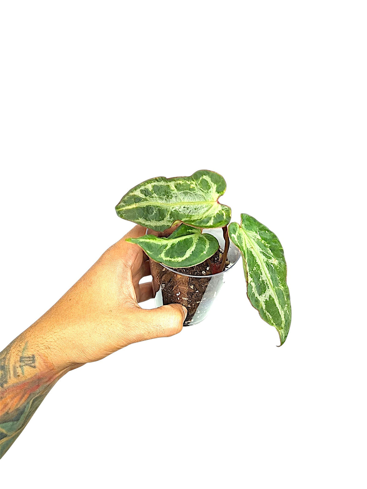 Anthurium Silver Blush  Dark GOG  Var