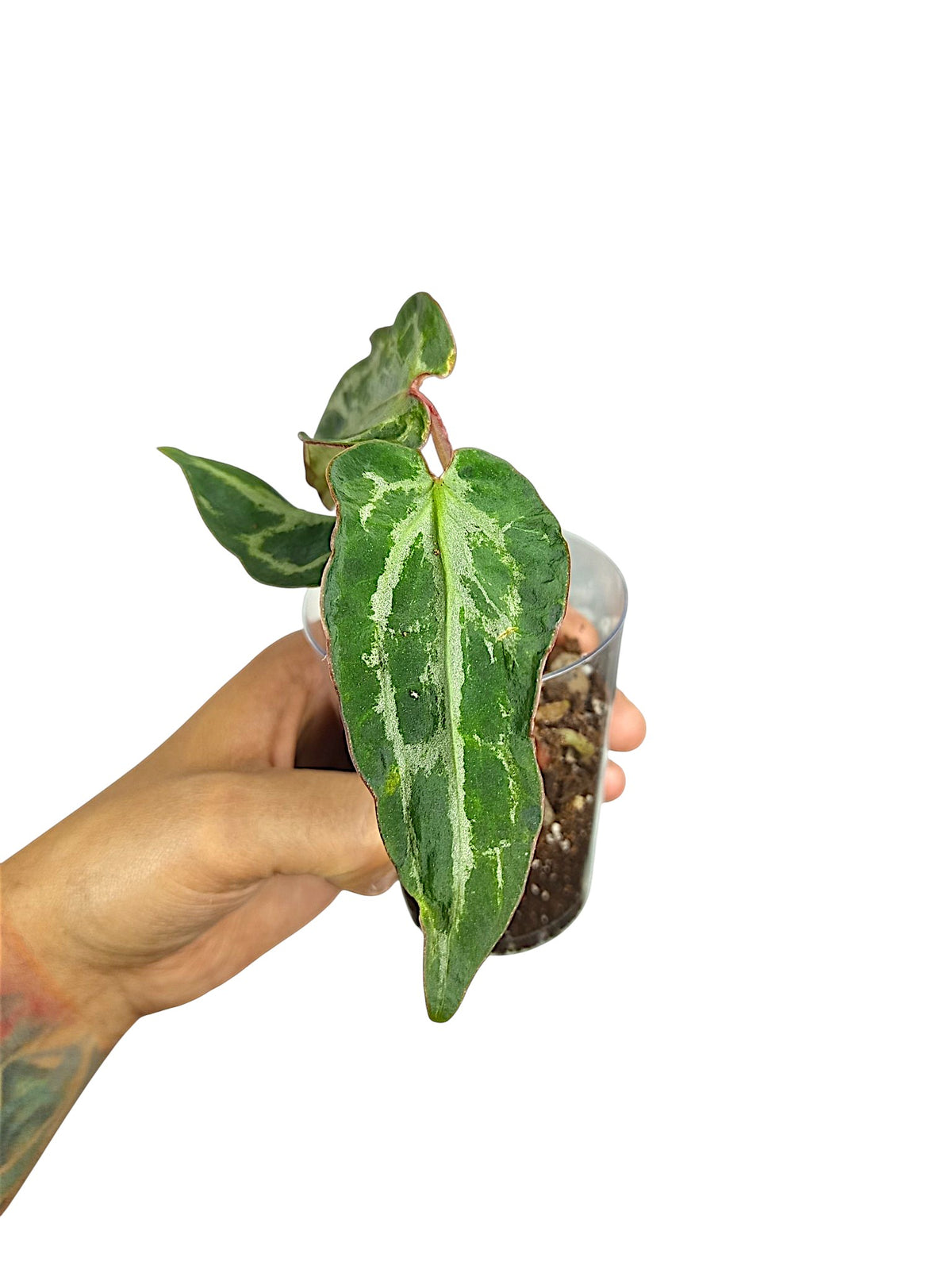 Anthurium Silver Blush  Dark GOG  Var