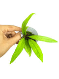 Anthurium vittarifolium low variegated