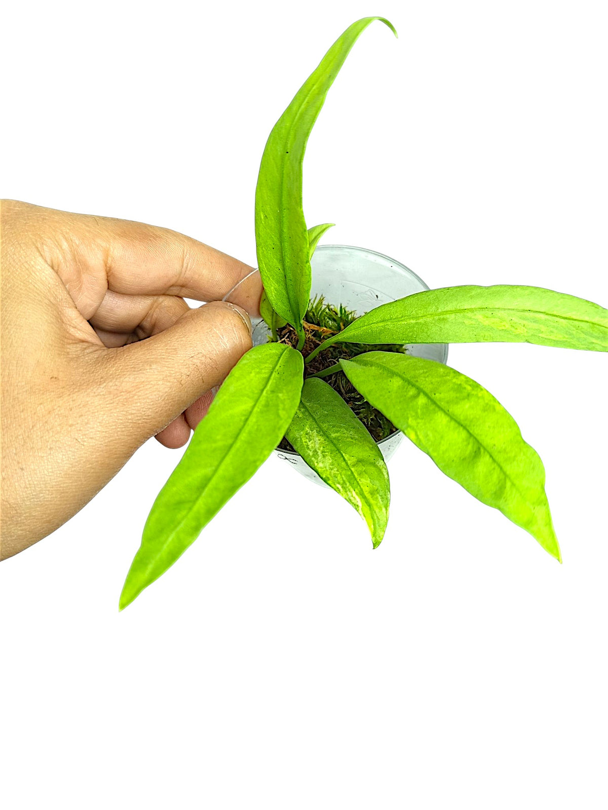 Anthurium vittarifolium low variegated