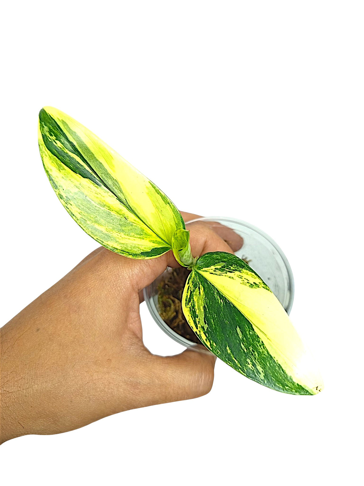 Monstera standleyana high var