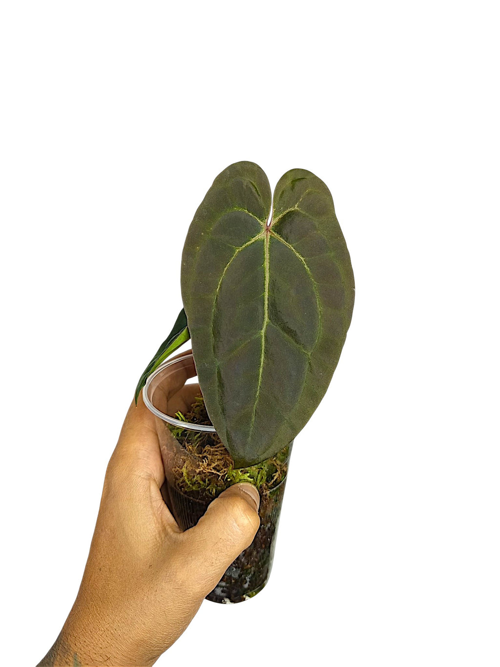 Anthurium Ace of Spades x Papillilaminum