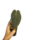 Anthurium Ace of Spades x Papillilaminum