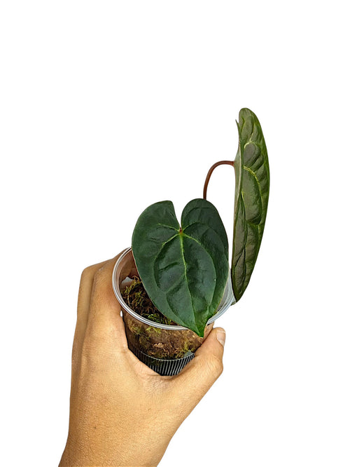 Anthurium Ace of Spades x Papillilaminum