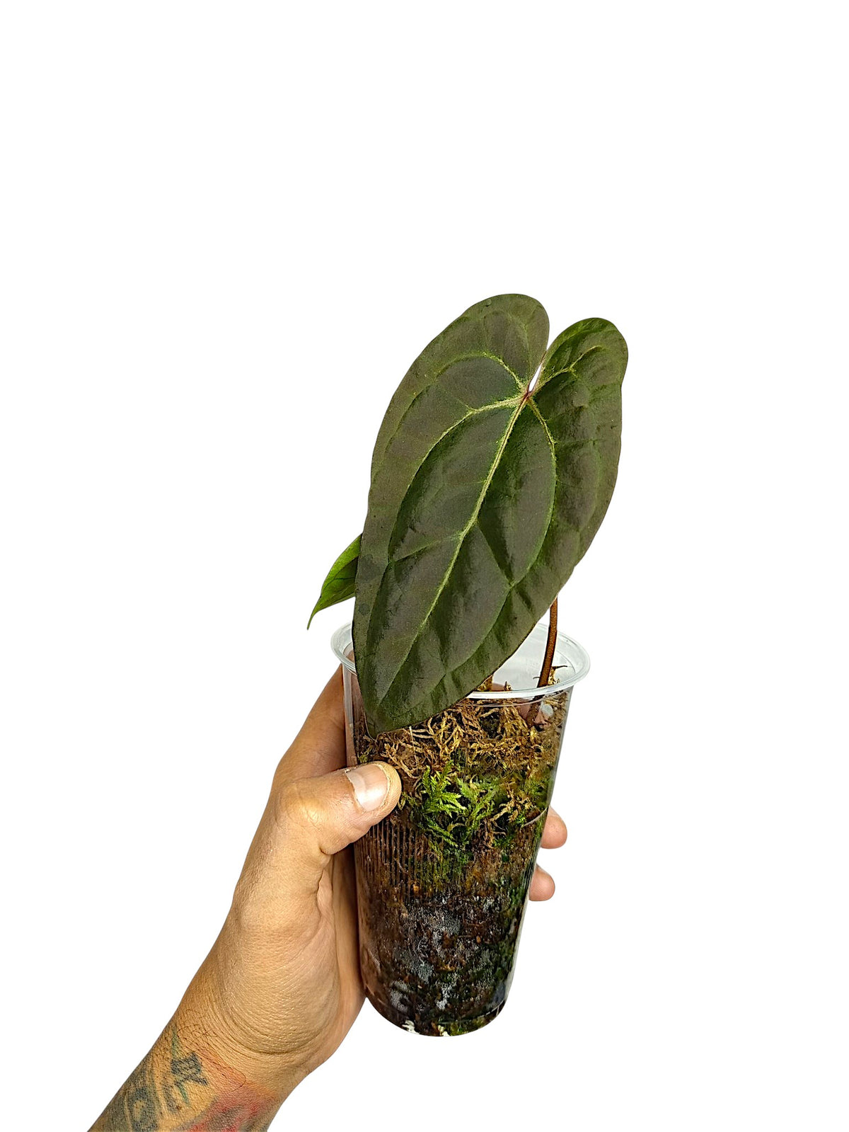 Anthurium Ace of Spades x Papillilaminum