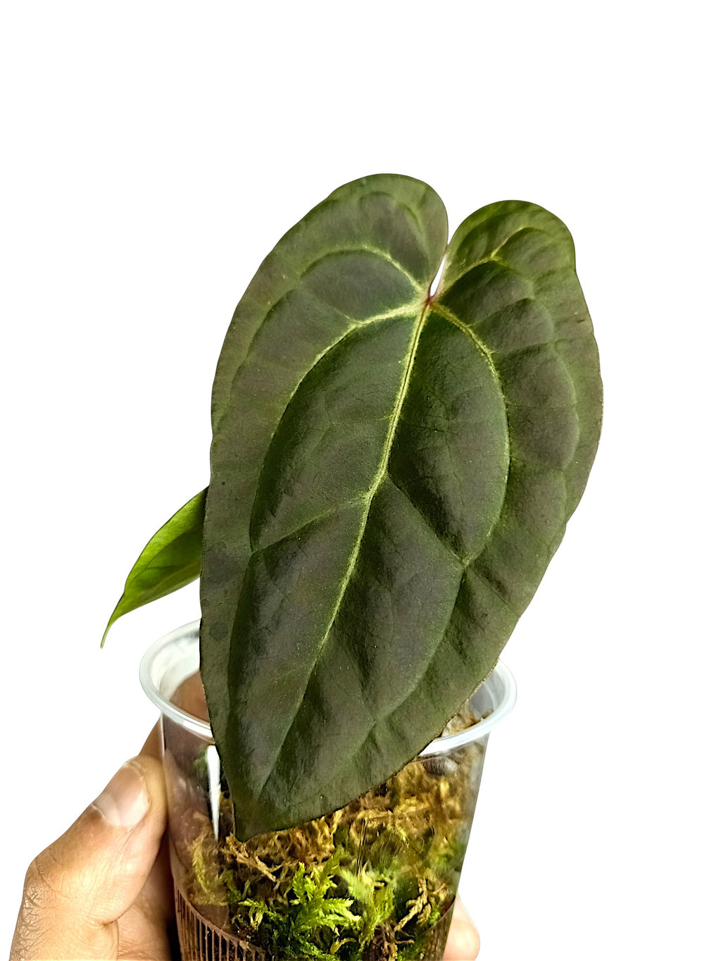 Anthurium Ace of Spades x Papillilaminum