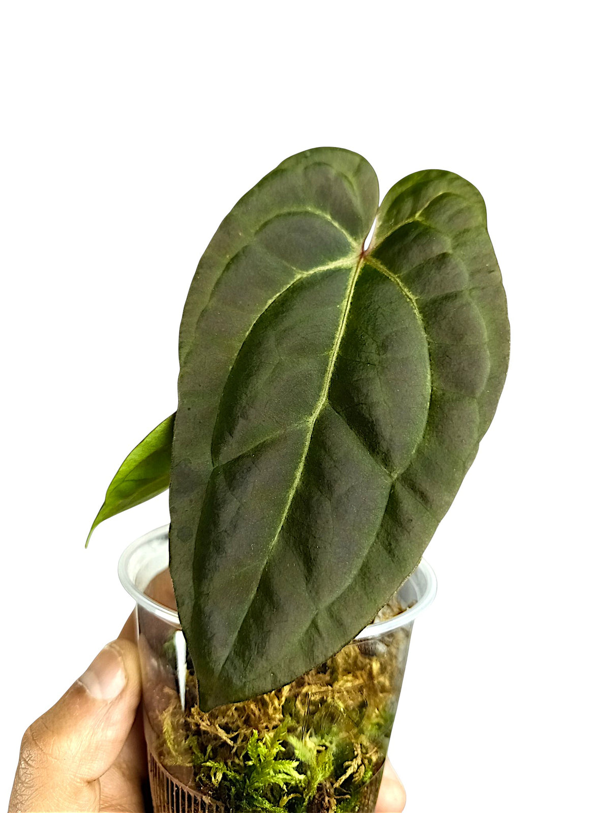 Anthurium Ace of Spades x Papillilaminum