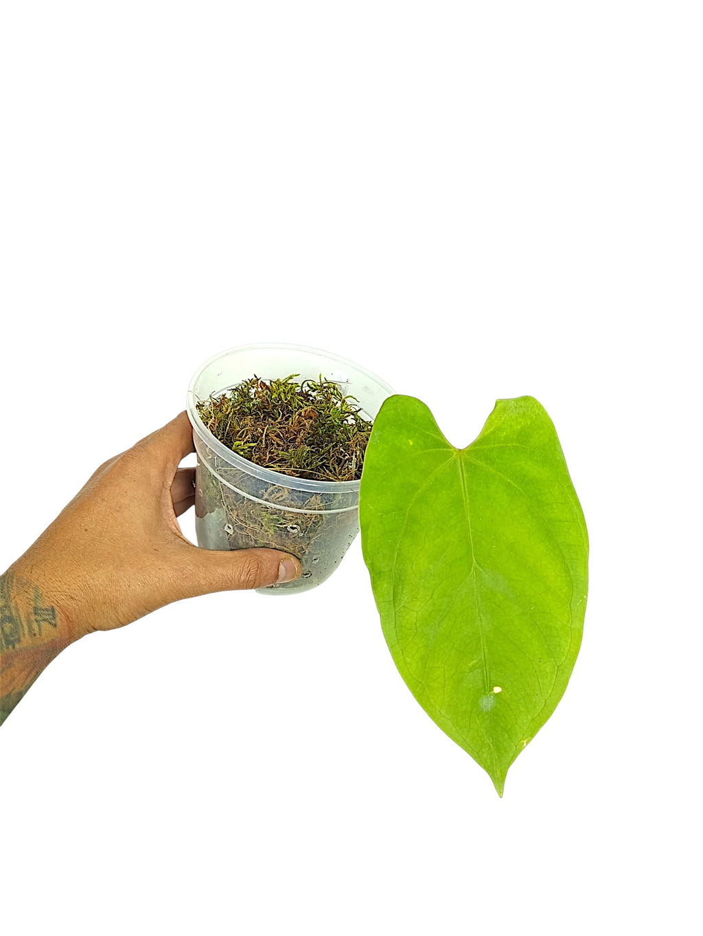 Anthurium Portillae HU x PapI Daniel Wing Ears