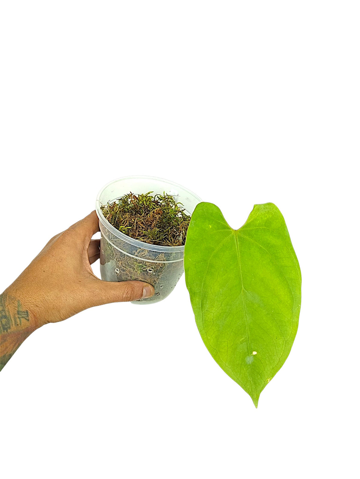 Anthurium Portillae HU x PapI Daniel Wing Ears