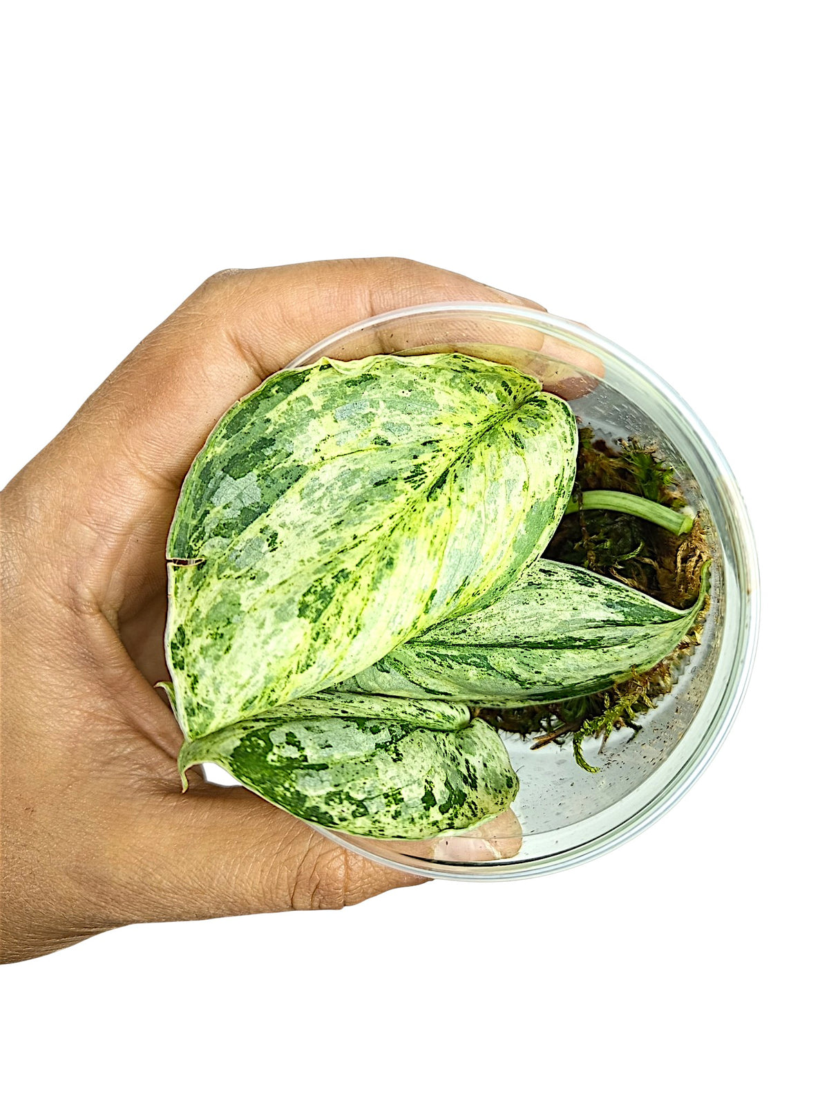 Scindapsus Treubii Variegata