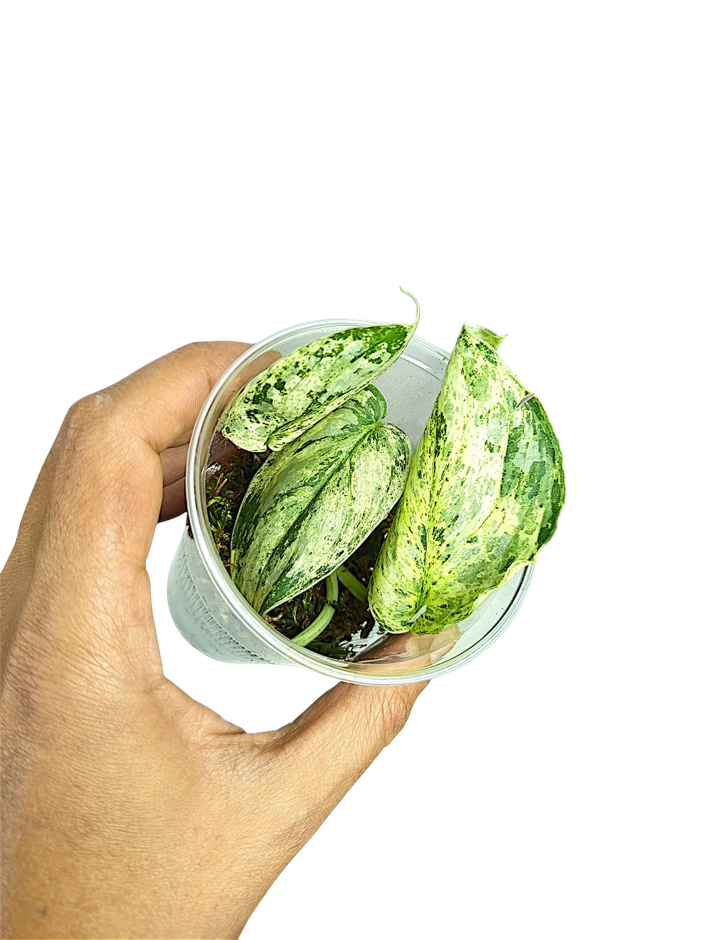 Scindapsus Treubii Variegata