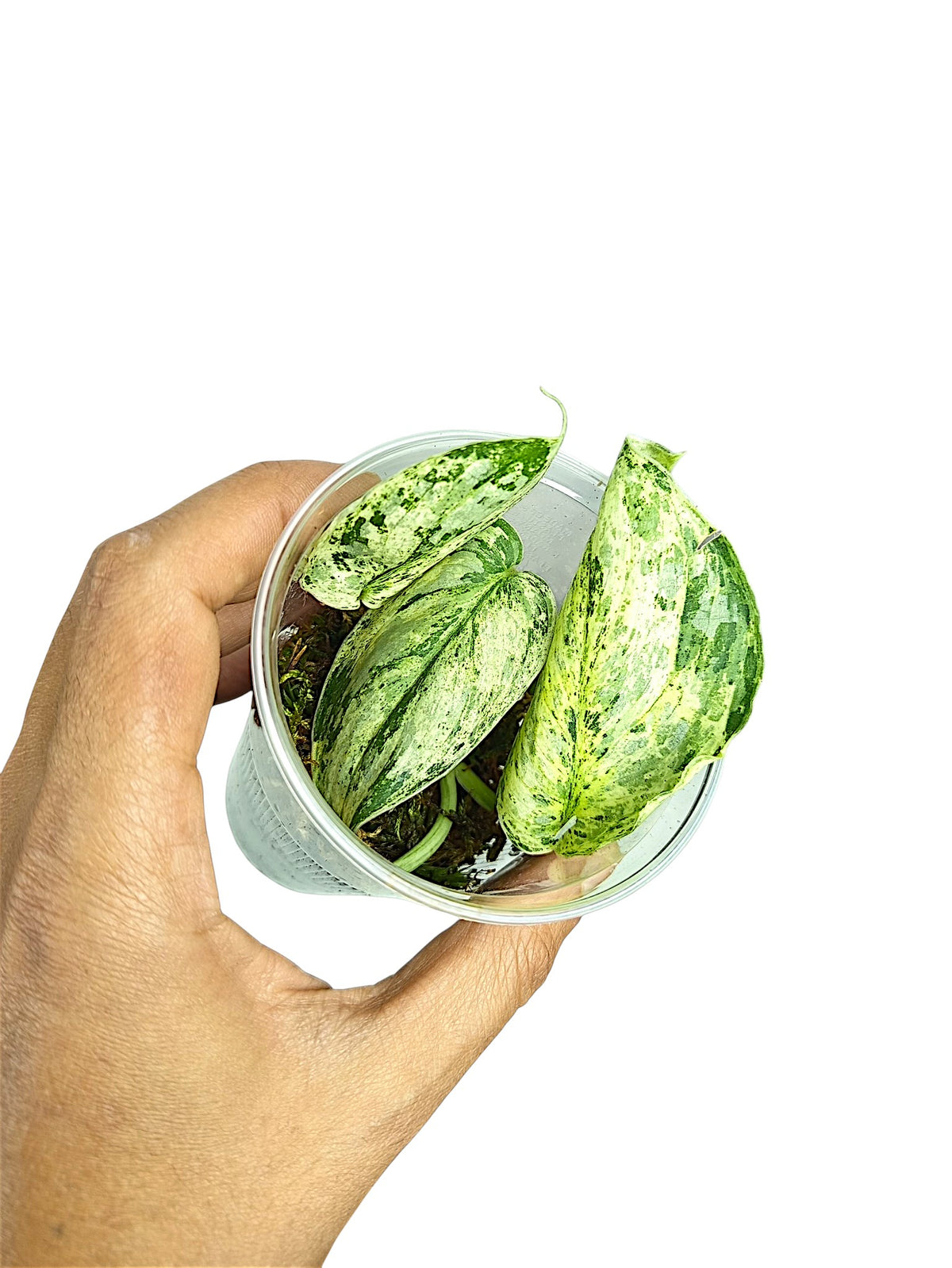 Scindapsus Treubii Variegata