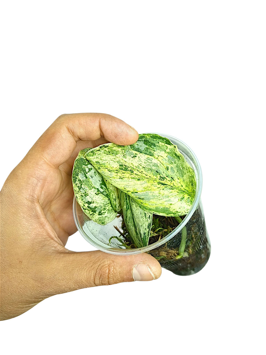 Scindapsus Treubii Variegata