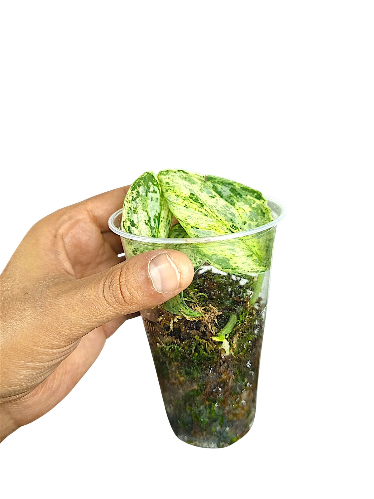 Scindapsus Treubii Variegata