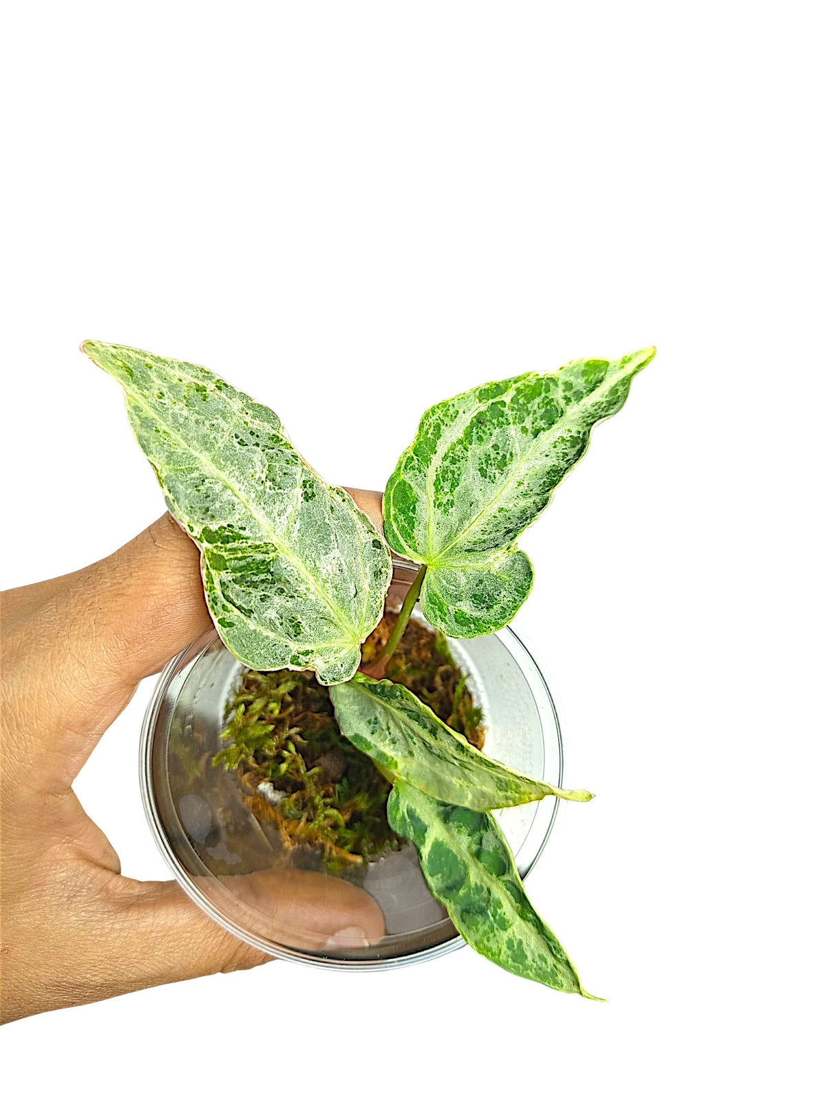 Anthurium Silver Blush Mint Var