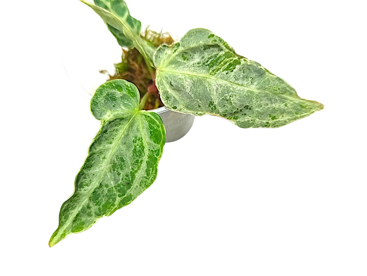 Anthurium Silver Blush Mint Var
