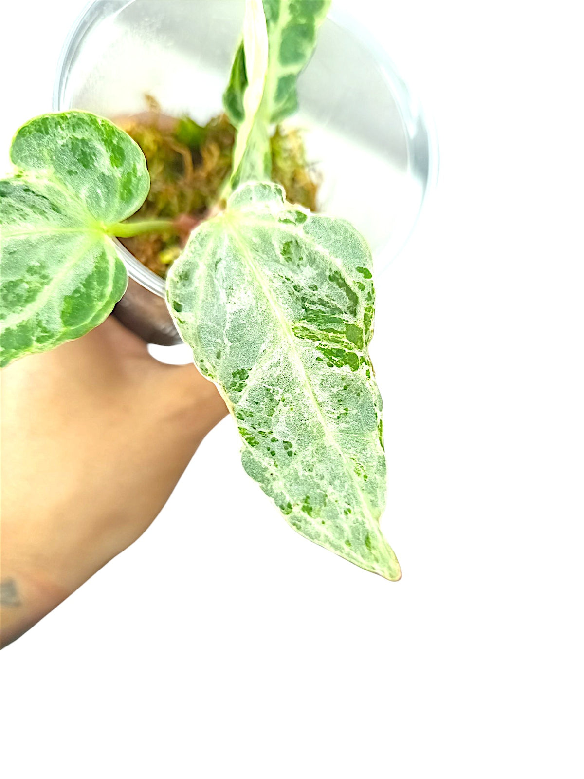 Anthurium Silver Blush Mint Var
