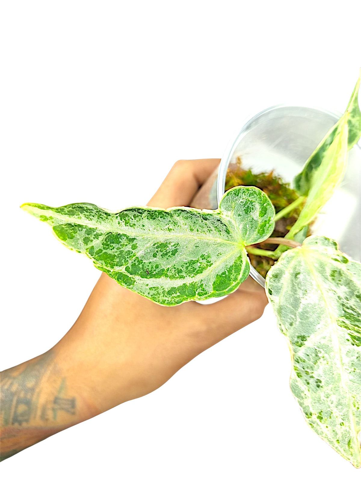 Anthurium Silver Blush Mint Var