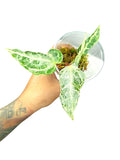 Anthurium Silver Blush Mint Var