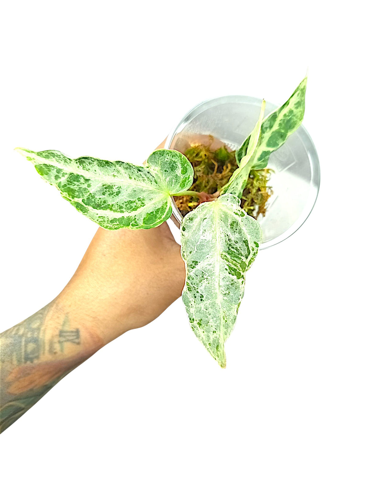 Anthurium Silver Blush Mint Var