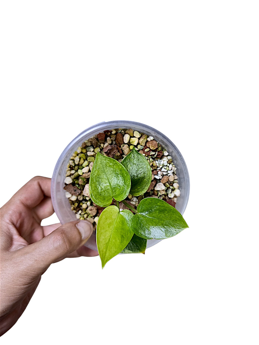 Anthurium Papillilaminum Gog Var