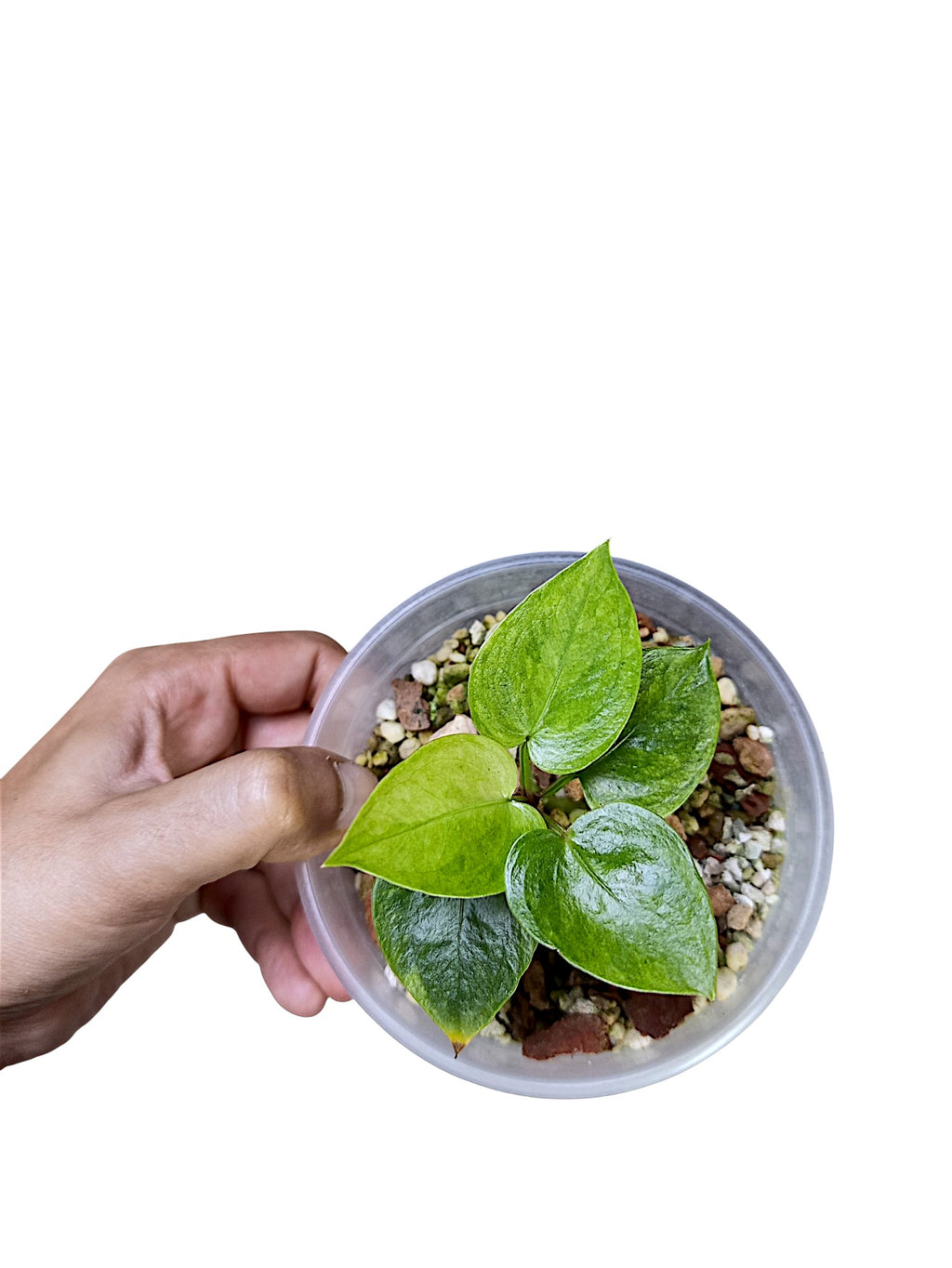 Anthurium Papillilaminum Gog Var