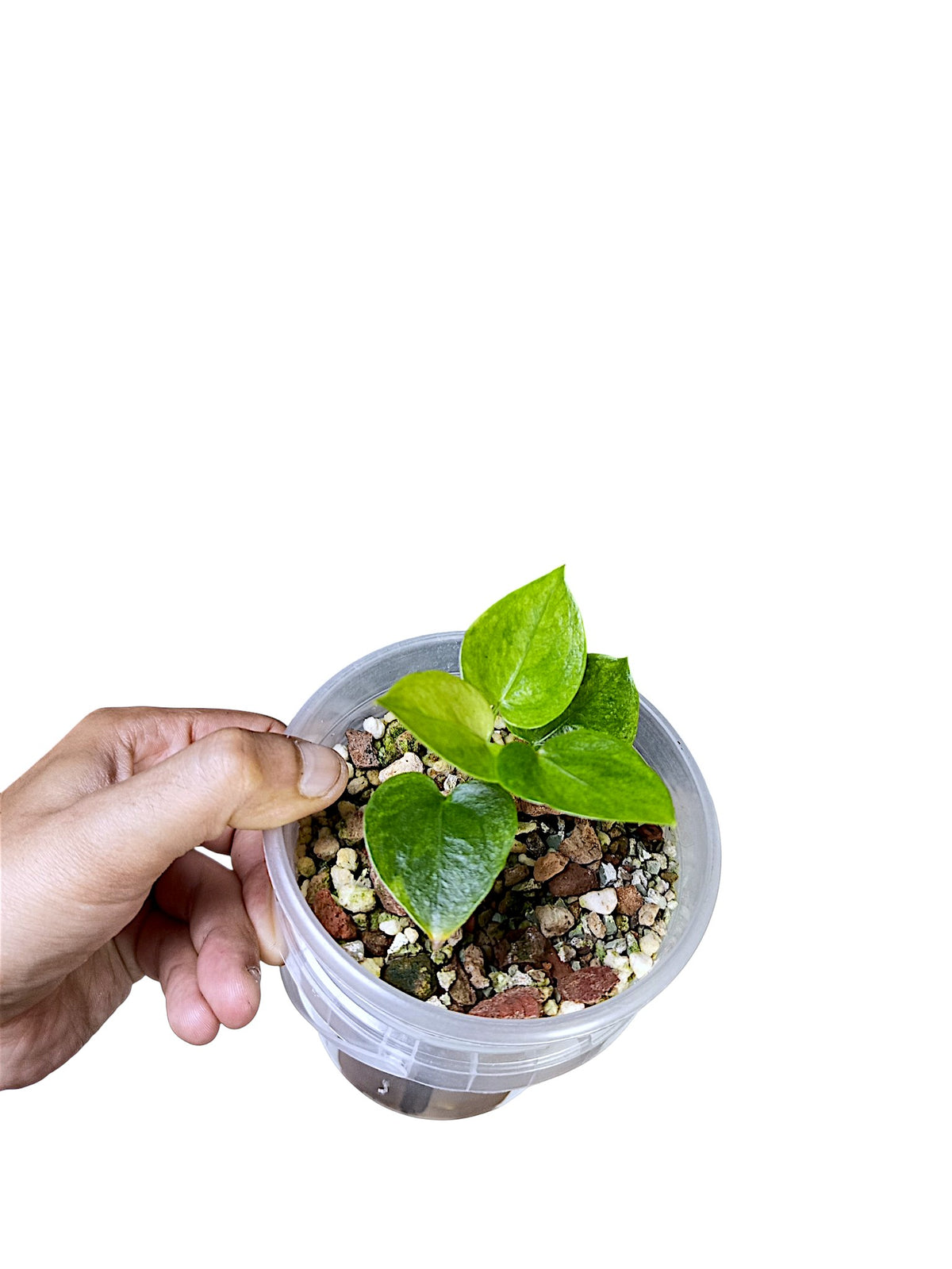 Anthurium Papillilaminum Gog Var