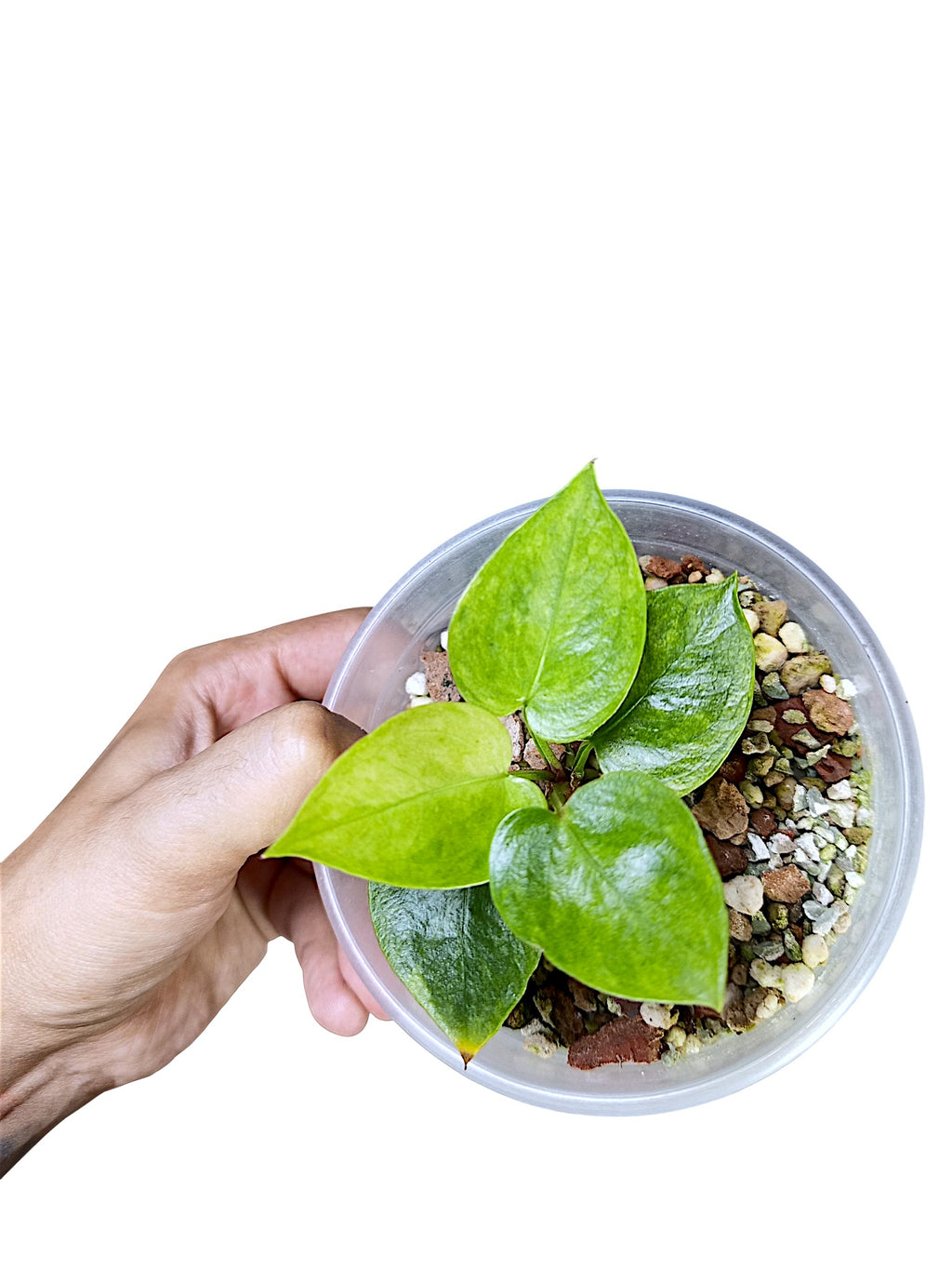 Anthurium Papillilaminum Gog Var