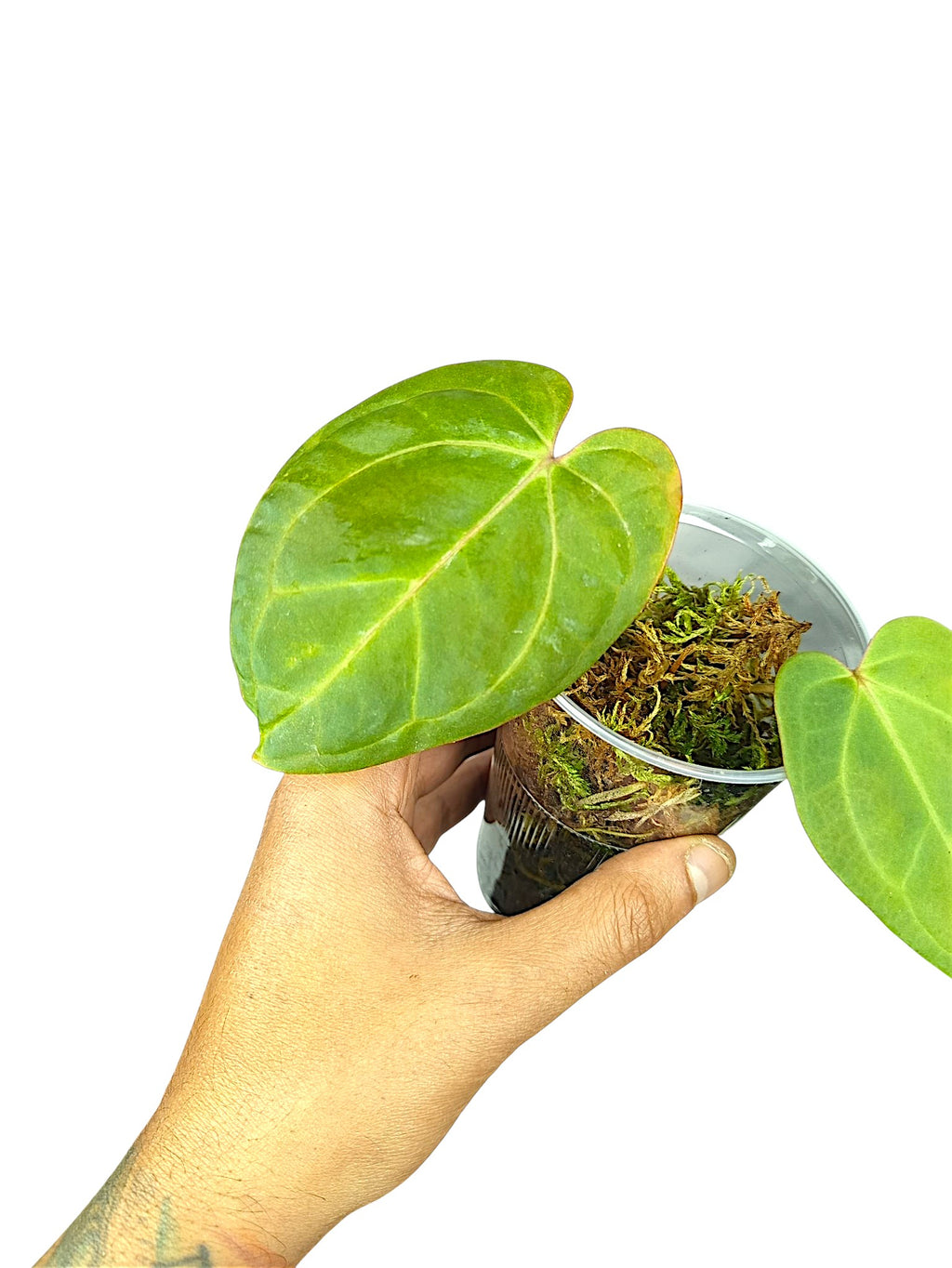 Anthurium Besseae x X-ray