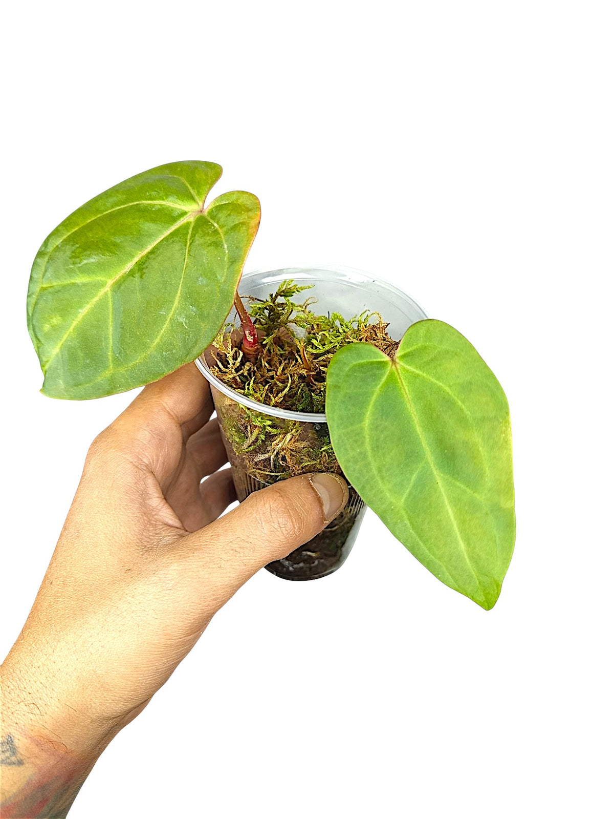 Anthurium Besseae x X-ray