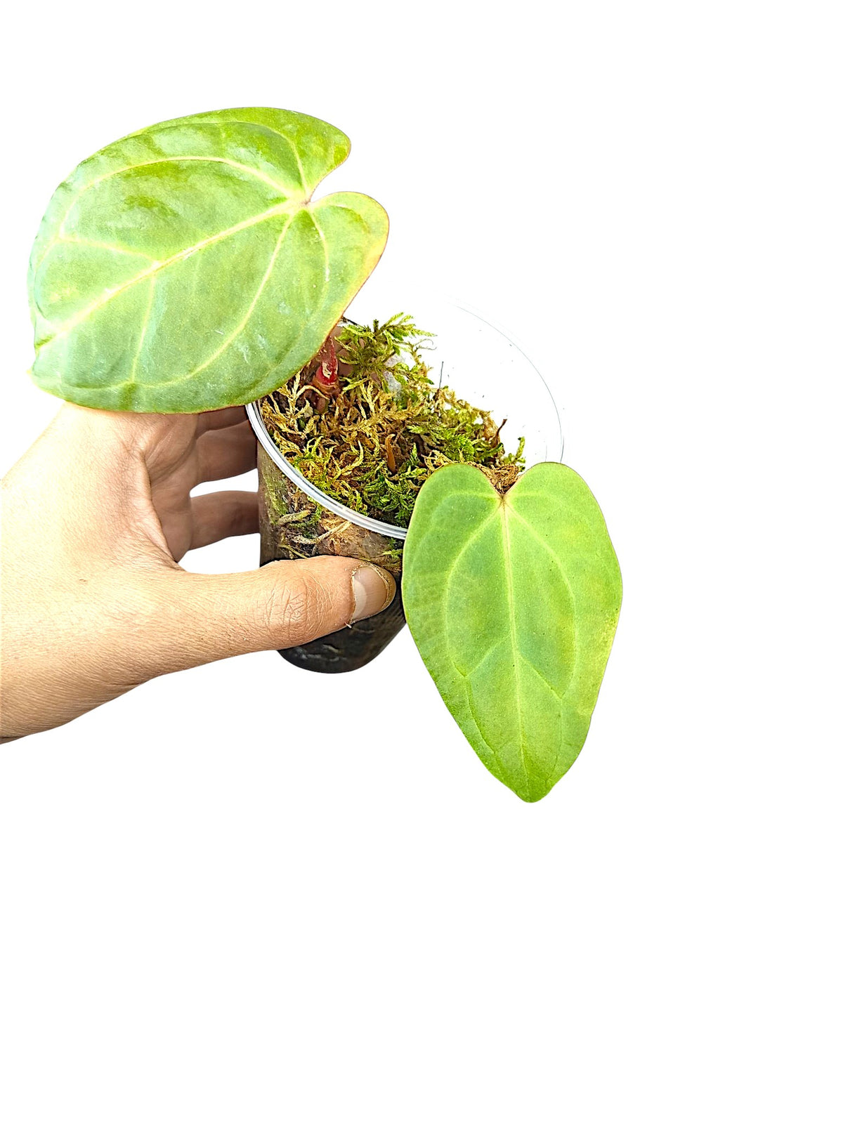 Anthurium Besseae x X-ray