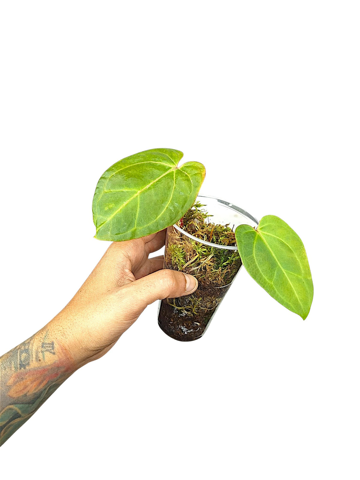 Anthurium Besseae x X-ray