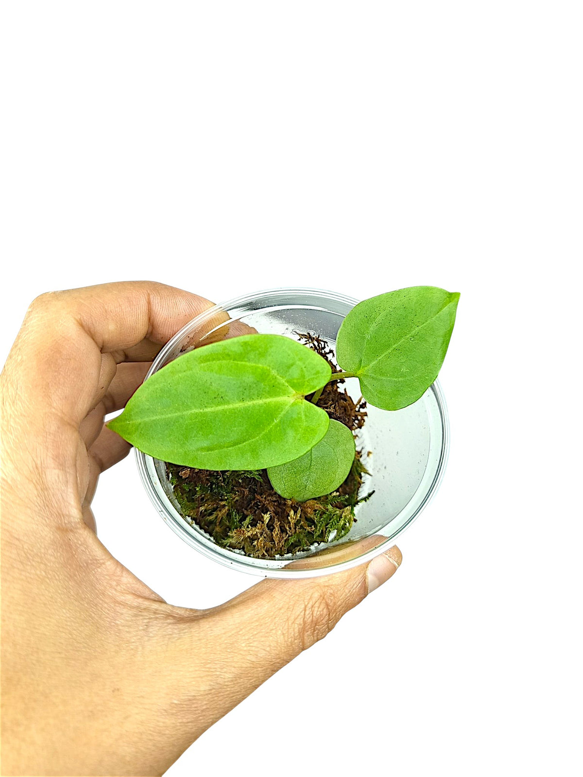 Anthurium dressleri x portillae