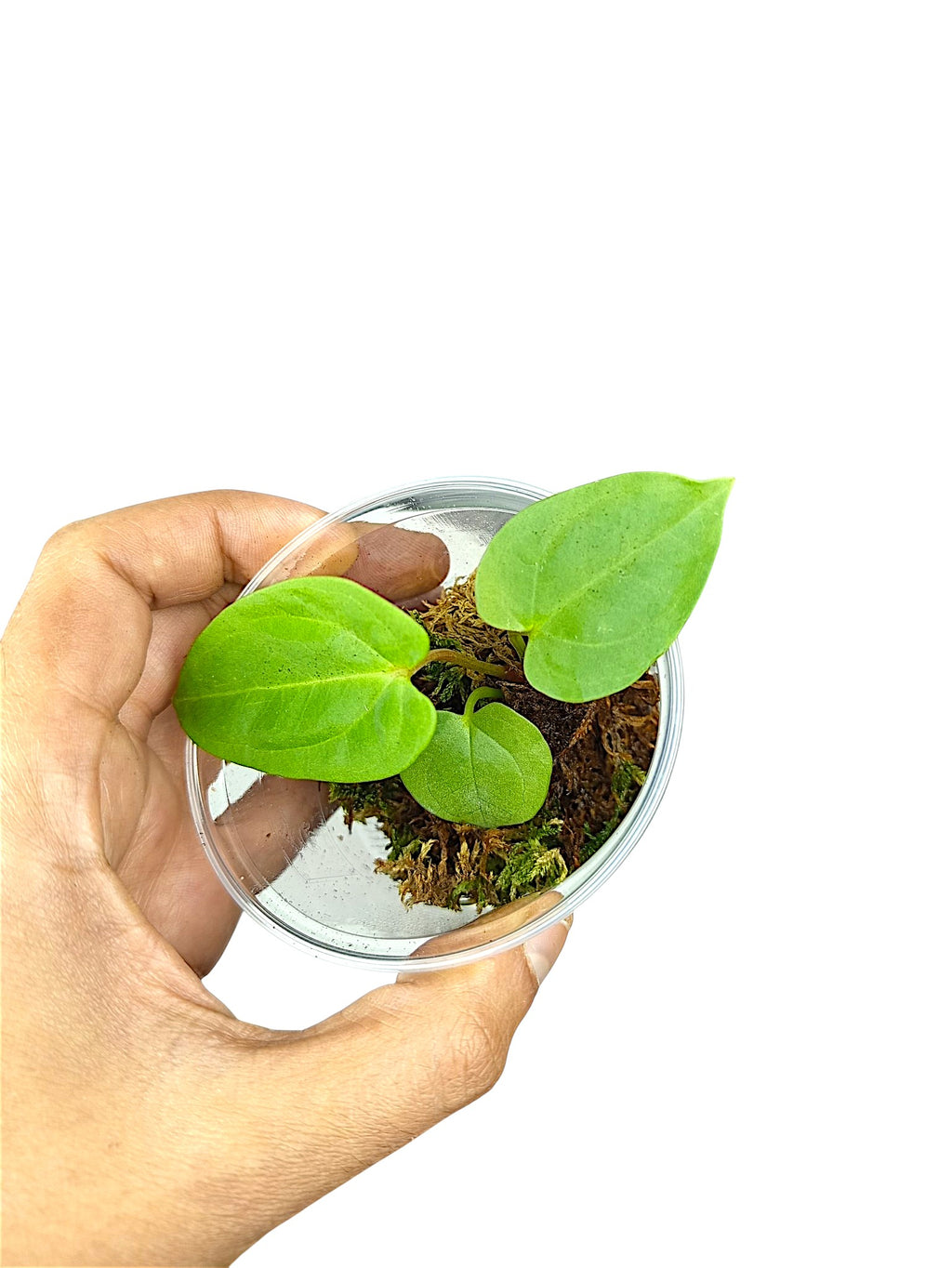 Anthurium dressleri x portillae