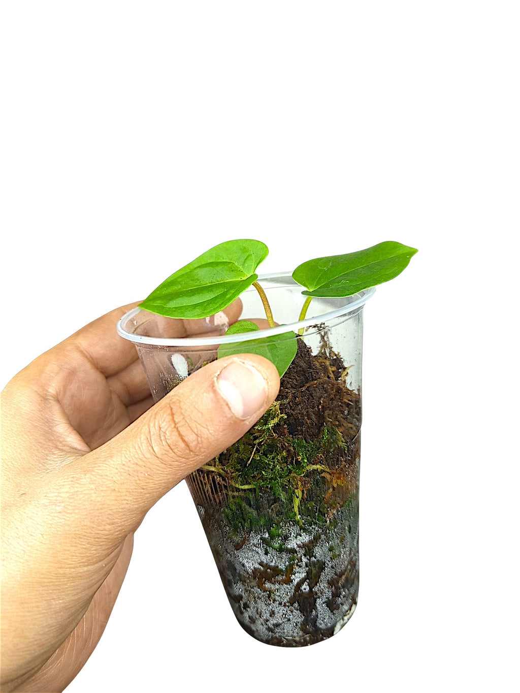 Anthurium dressleri x portillae